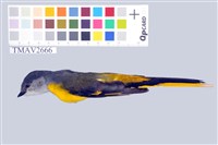 藏品(灰喉山椒鳥)的圖片